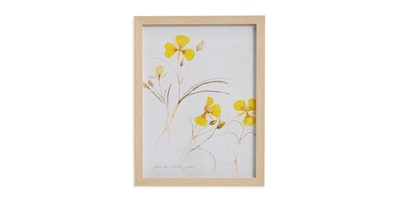 Pressed Yellow Violets