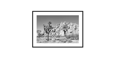 Joshua Tree